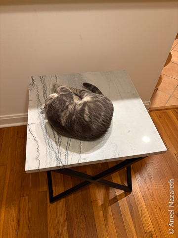 The cat is curled up in a circle on the tabletop